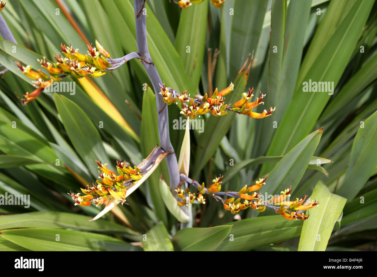 Berg-Flachs, Phormium Cookianum Hemerocallidaceae New Zealand Stockfoto