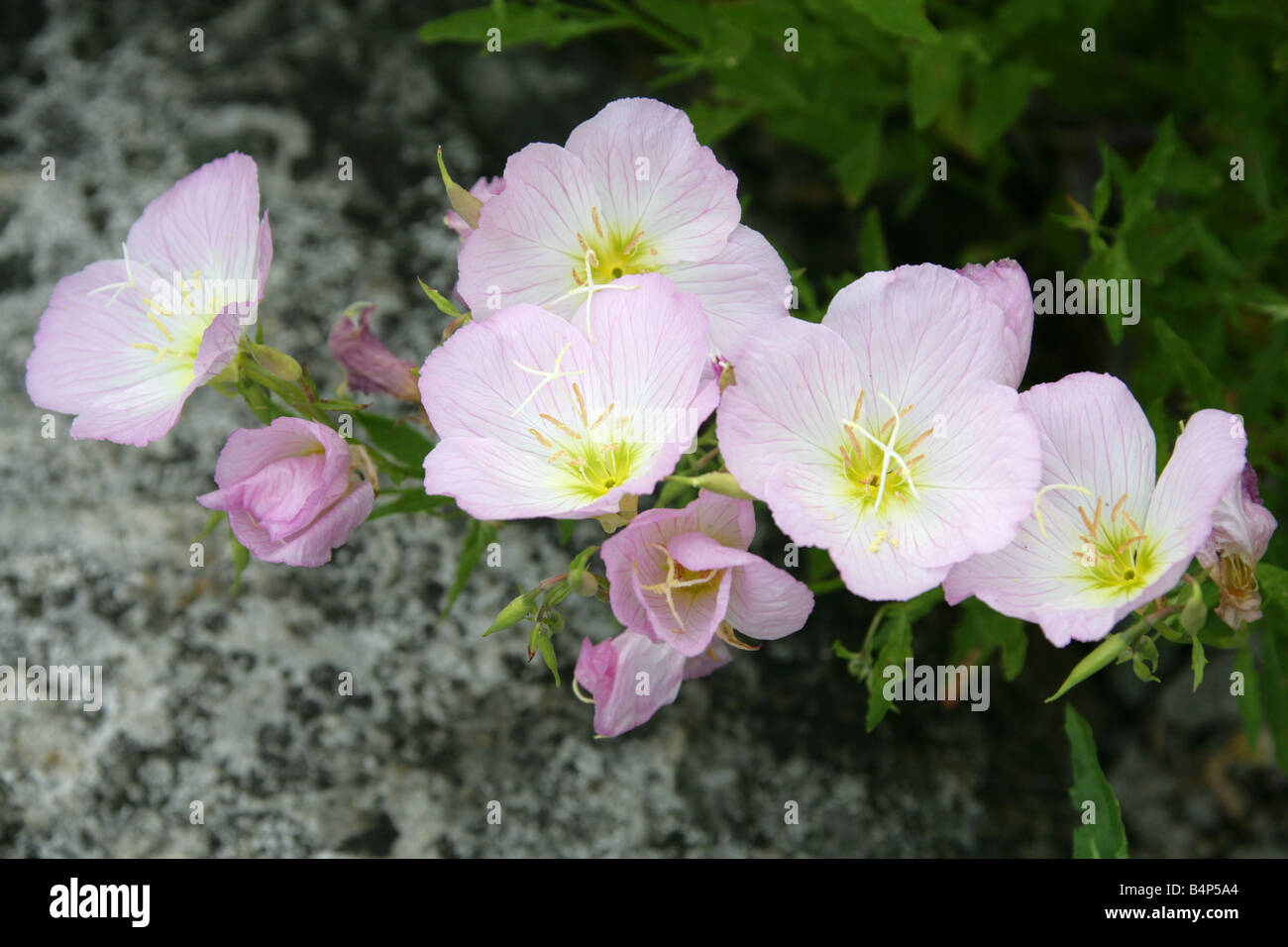 Rosa Primrose aka Pinkladies oder auffällige Nachtkerze, Oenothera speciosa, Onagraceae. Südosten der Vereinigten Staaten und Mexiko. Stockfoto