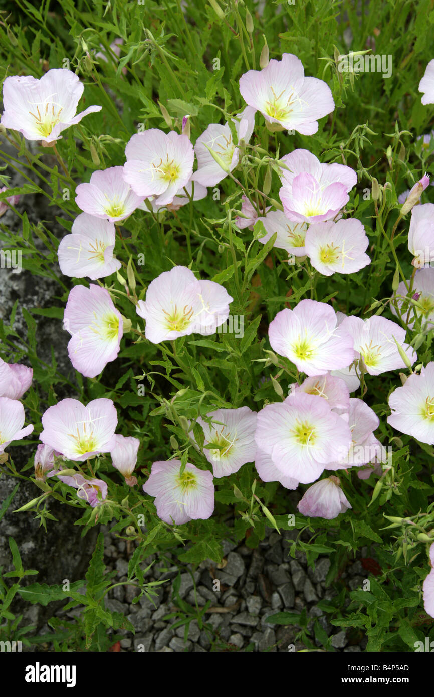 Rosa Primrose aka Pinkladies oder auffällige Nachtkerze, Oenothera speciosa, Onagraceae. Südosten der Vereinigten Staaten und Mexiko. Stockfoto