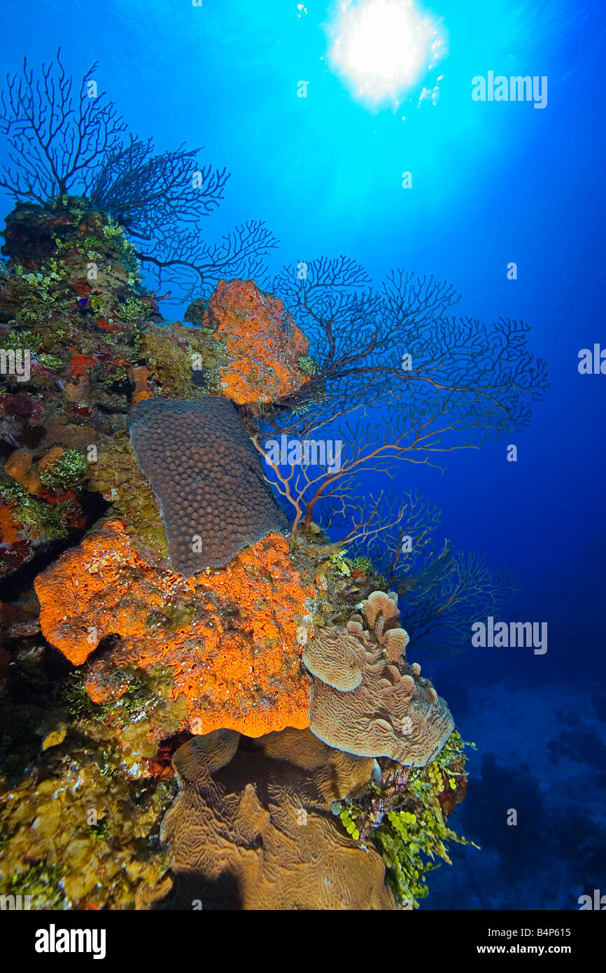 Orange Elefanten Ohr Schwamm, Agelas Clathrodes große Sterne Coral, Montastrea Cavernosa und andere Korallen, Korallenriff, Bahamas Stockfoto