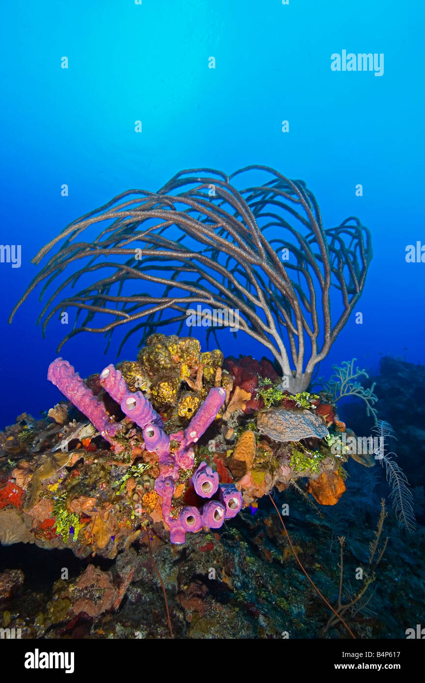 poröse Meer Stäbe, Pseudoplexaura SP., Ofenrohr Schwamm, Aplysina Archeri und andere Korallen, Korallenriff, Grand Bahama, Bahamas Stockfoto