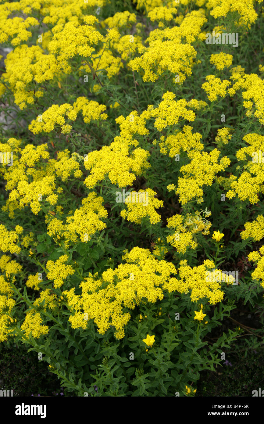 Alyssum, Silber gelb-Büschel, Yellowtuft oder gelben Haarbüschel, Alyssum Murale Brassicaceae Cruciferae, Europa und Süd-West-Asien Stockfoto