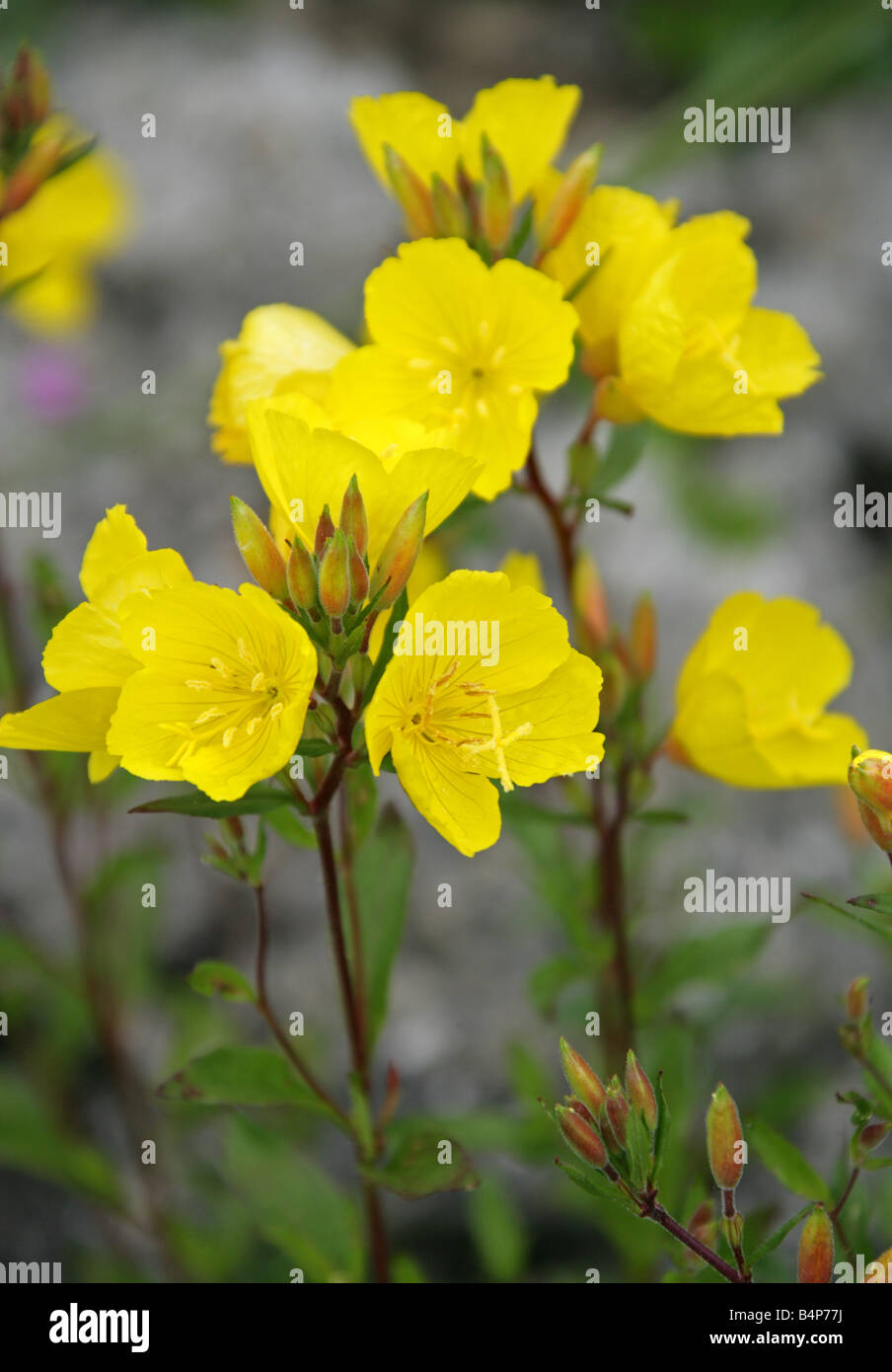 Missouri Primrose, Ozark Sundrops, Missouri Primrose Sundrops oder Sundrops, Oenothera Missouriensis Var Missouriensis Onagraceae Stockfoto