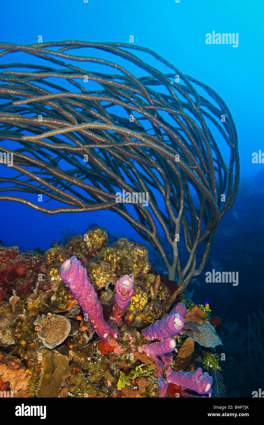 poröse Meer Stäbe, Pseudoplexaura SP., Ofenrohr Schwamm, Aplysina Archeri und andere Korallen, Korallenriff, Grand Bahama, Bahamas Stockfoto