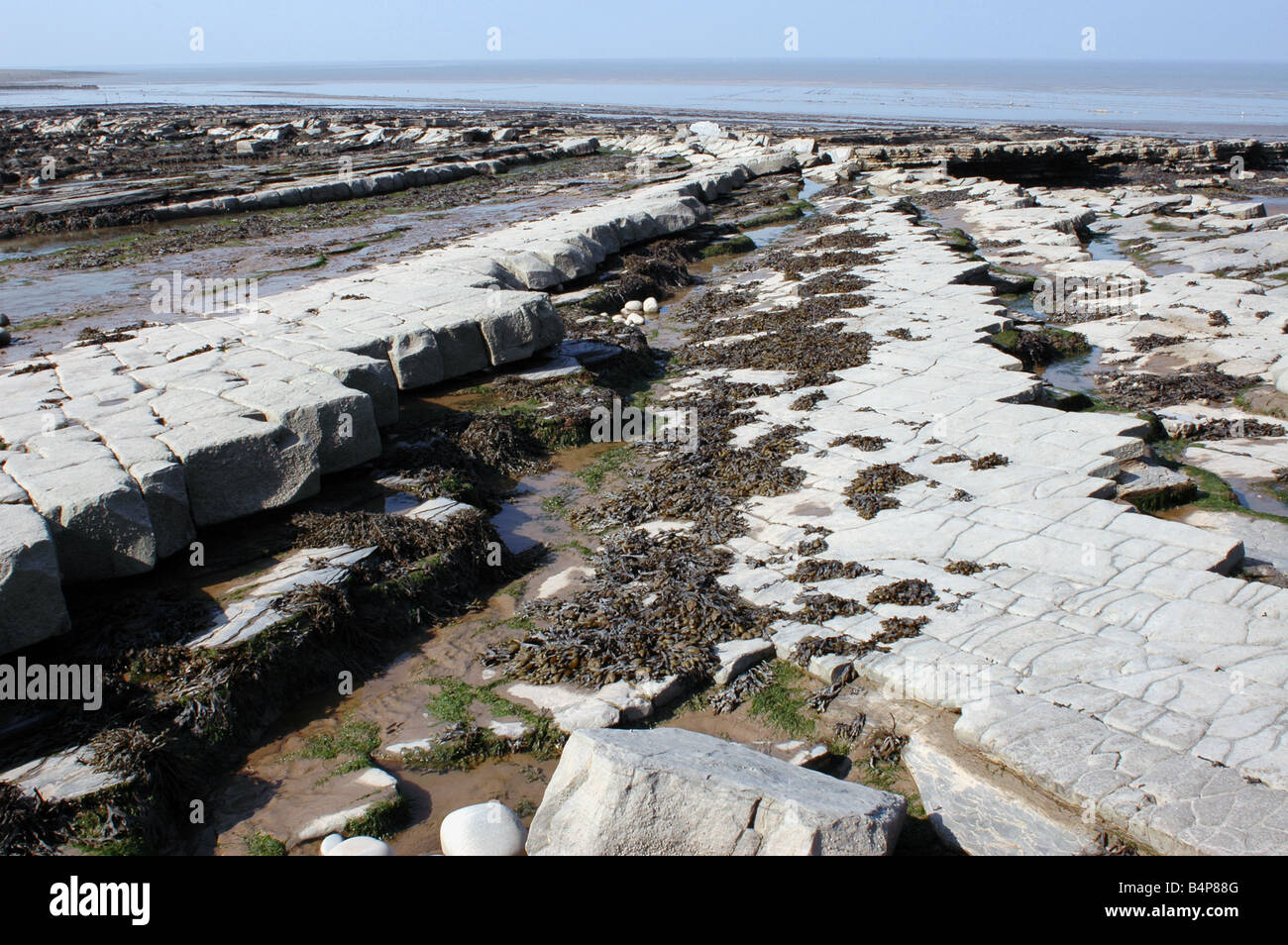 Eine geologische SSSI am Kilve Beach in North Somerset mit Kalkstein-Plattformen Stockfoto