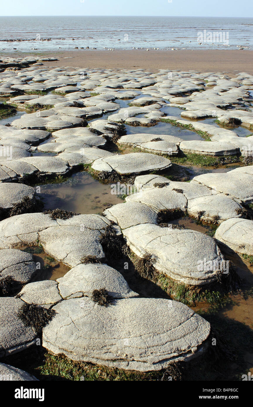 Eine geologische SSSI am Kilve Beach in North Somerset mit Kalkstein-Plattformen Stockfoto