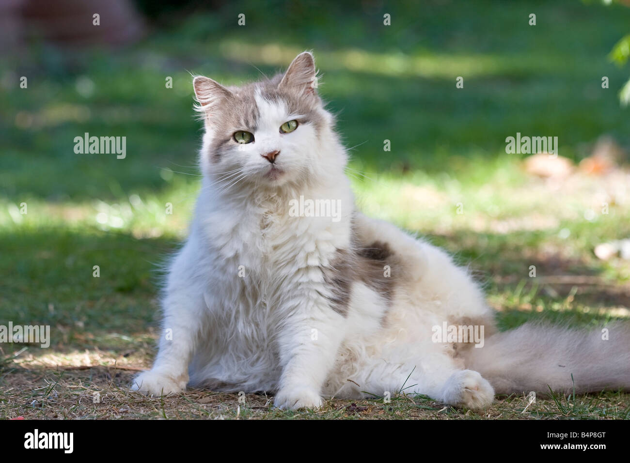 Große, flauschige graue und weiße Katze (Felis catus) Suchen Sie direkt in die Kamera während einer Pflege Sitzung sitzend auf Gras im Garten Stockfoto