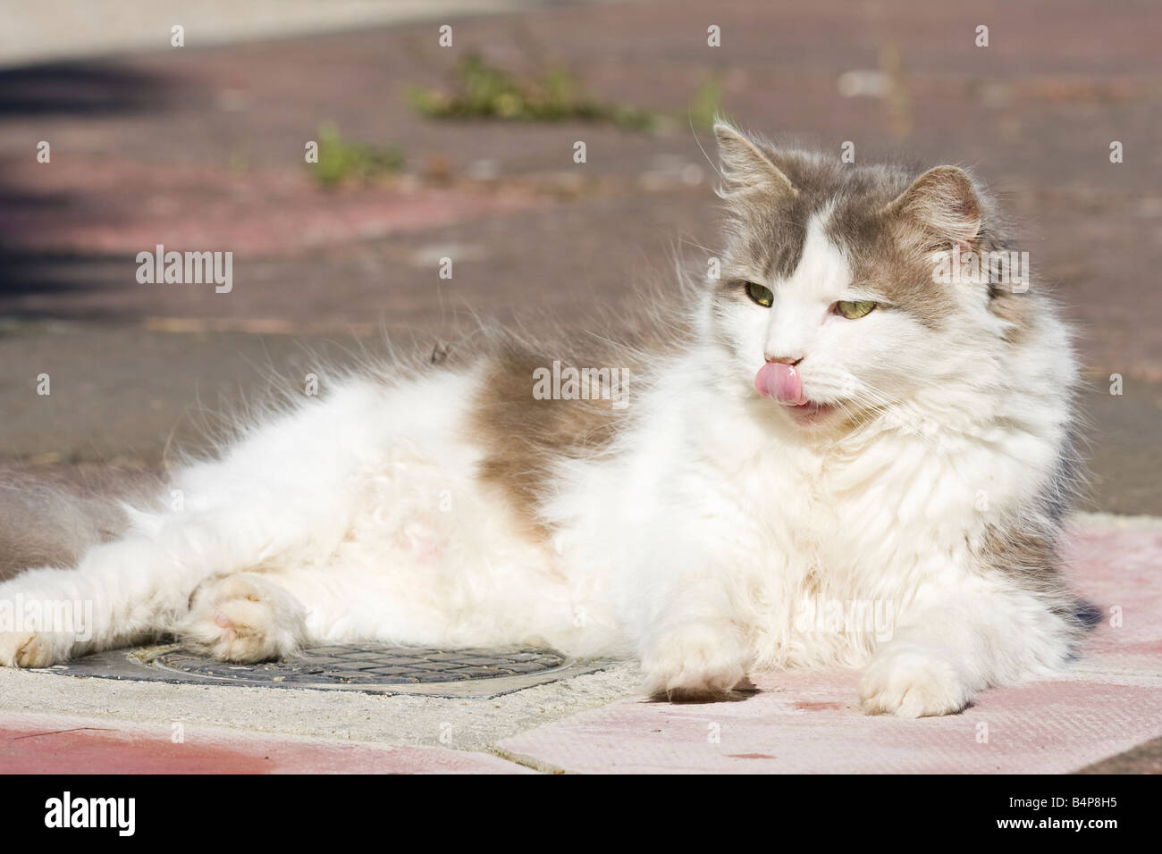 Große, flauschige graue und weiße Katze (Felis catus) mit Zunge heraus während eines grooming Session im Sitzen im Freien Stockfoto