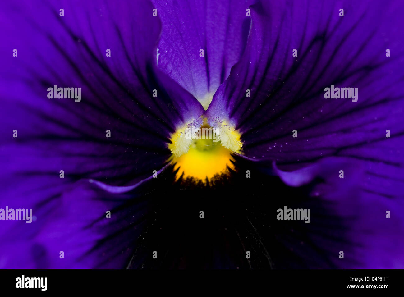 Eine extreme Nahaufnahme einer violetten Pansy-Blume mit gelber Mitte Stockfoto