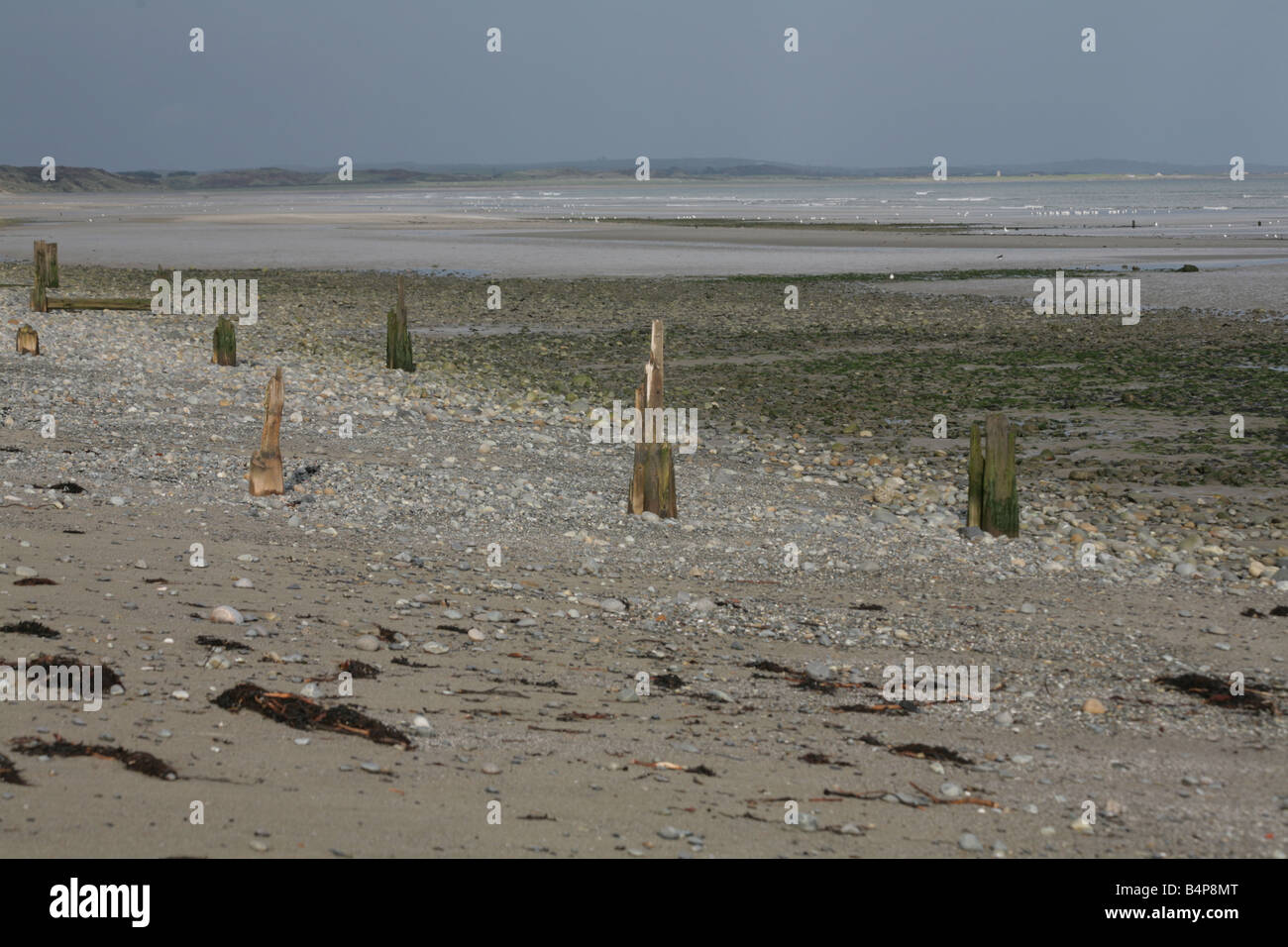 Die Reste des hölzernen Buhnen am Strand in Newcastle County Down Nordirland erodieren Stockfoto