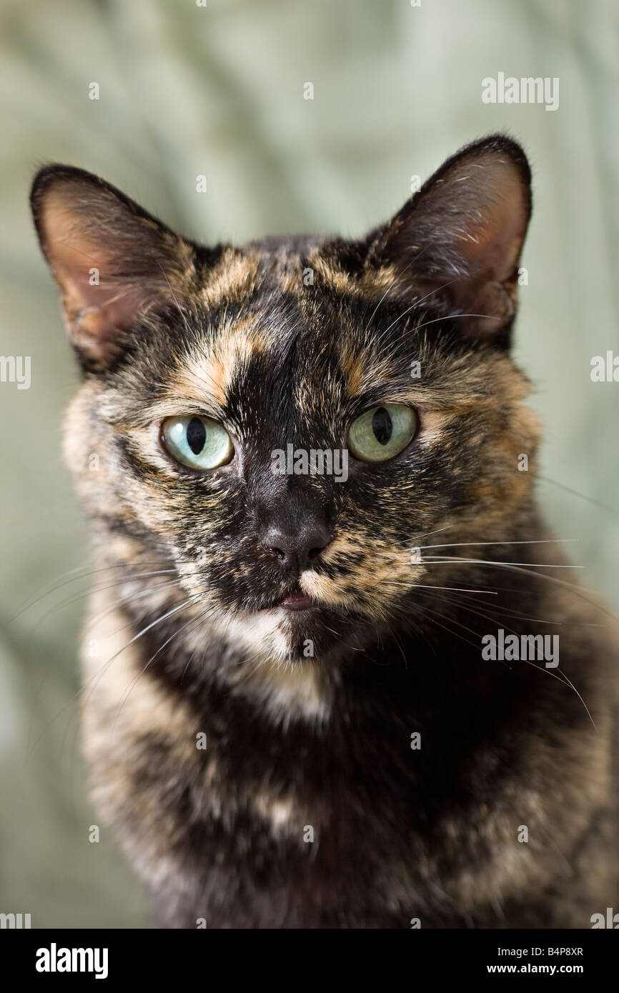 Porträt eines erwachsenen Weibchen schildpatt oder gestromt Katze (Felis catus) direkt in die Kamera schaut Stockfoto