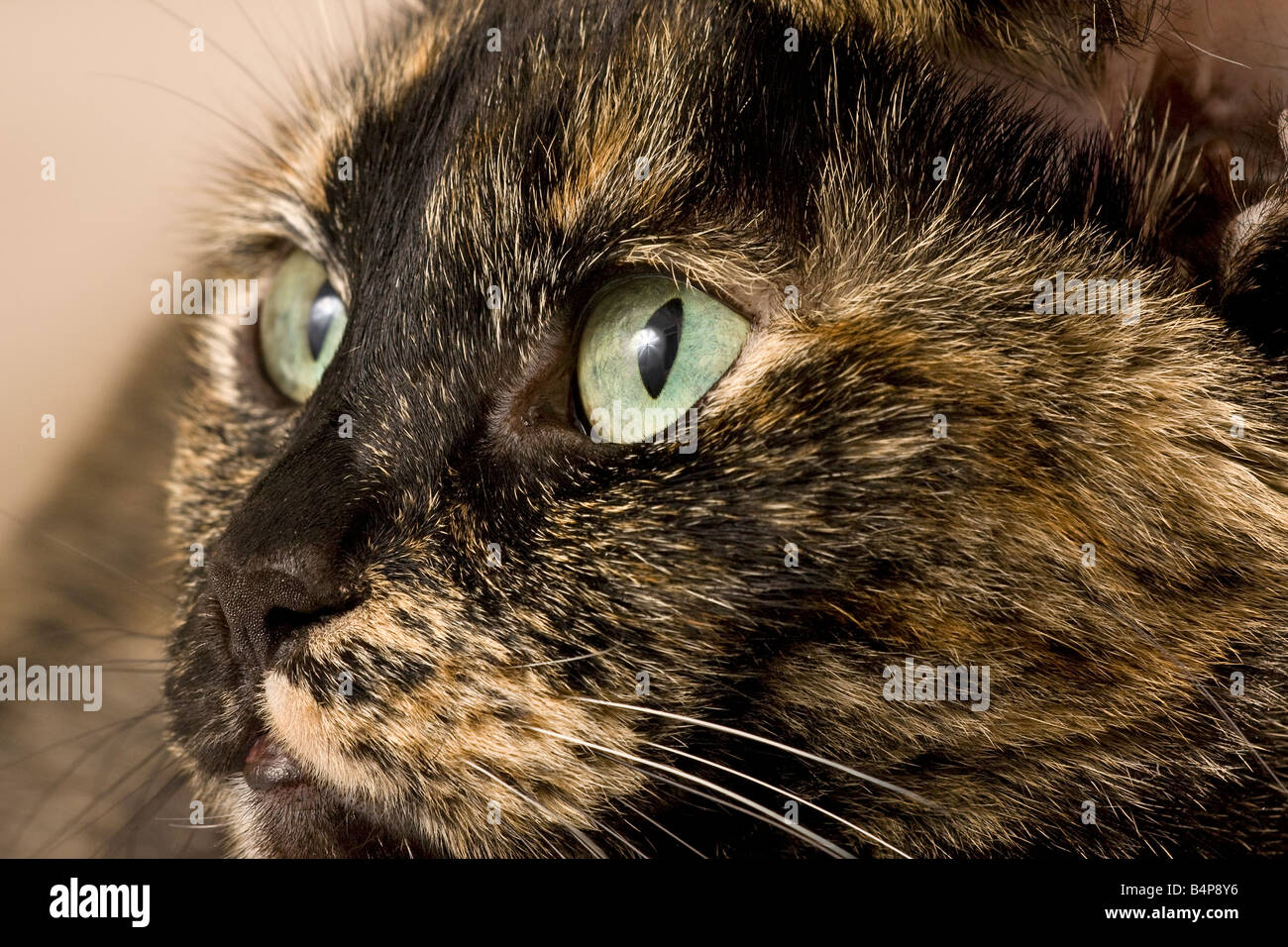 Porträt eines erwachsenen Weibchen schildpatt oder gestromt Katze (Felis catus) etwas weg von der Kamera suchen Stockfoto