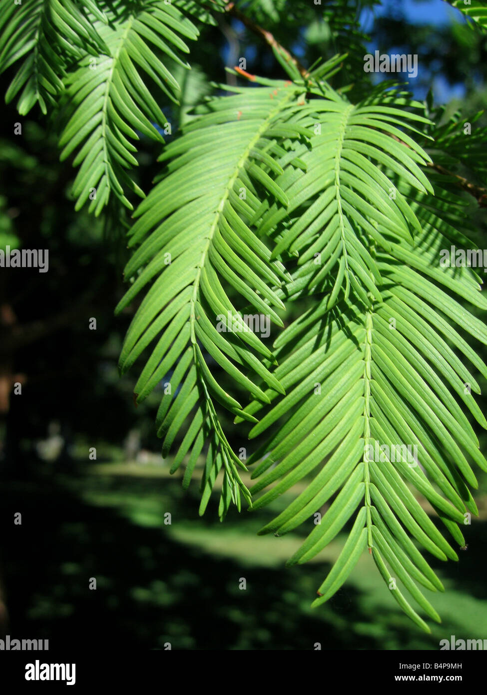 Blatt-Detail des Laubes eine Metasequoia Glyptostroboides oder Dawn Redwood. Stockfoto