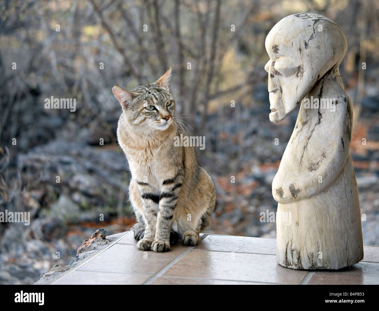 Afrikanischen wilden Katze Felis Lybica domestiziert im Otavi Mountainland Norden Namibias Stockfoto