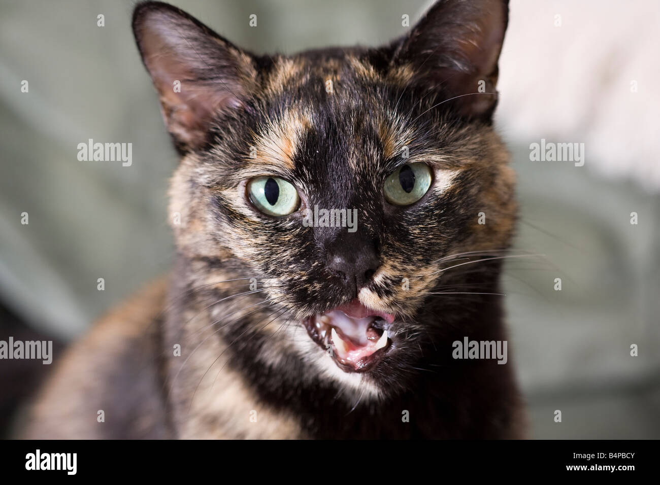 Porträt eines erwachsenen Weibchen schildpatt oder gestromt Katze (Felis catus) direkt in die Kamera, während ihre Lippen lecken suchen Stockfoto