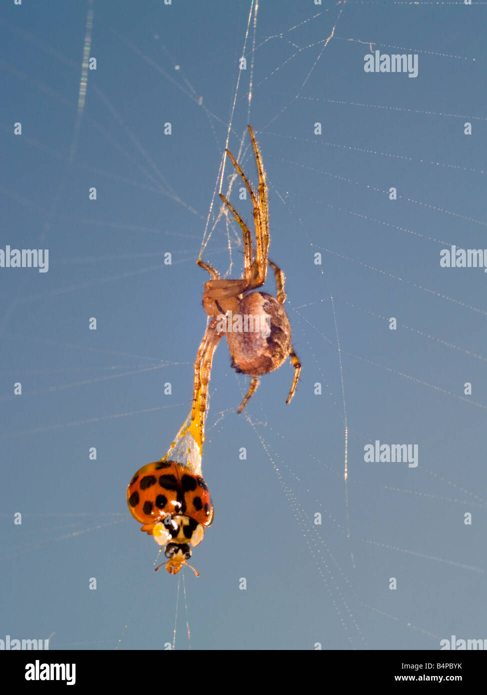 Gemeinsamen Gartenkreuzspinne Araneus Diadematus. Sie ziehen aus einer live Harlekin-Marienkäfer, Harmonia Axyridis mit einem Spritzer von klebrigen Web. Stockfoto