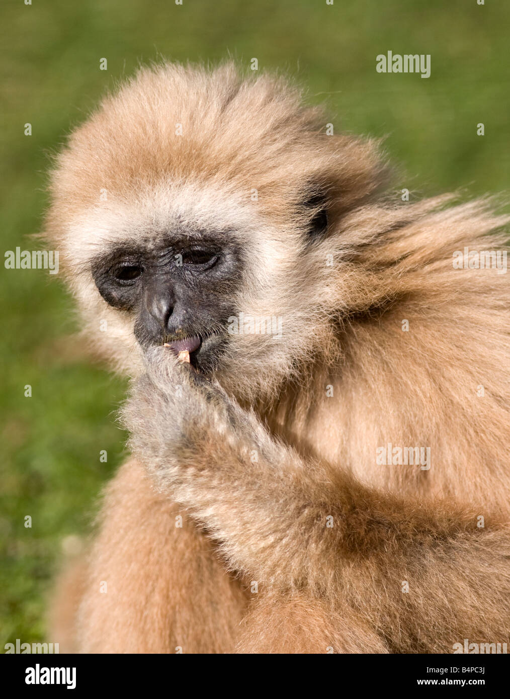 Weiß übergab Gibbon Stockfoto