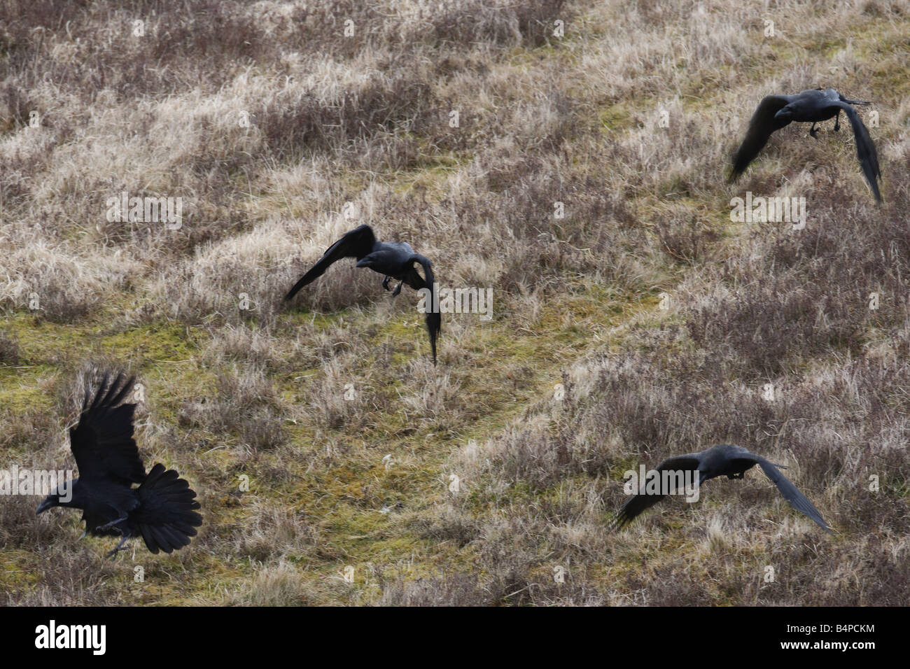 CORVUS CORAX GRUPPE JAGD ÜBER HEIDE RABE Stockfoto