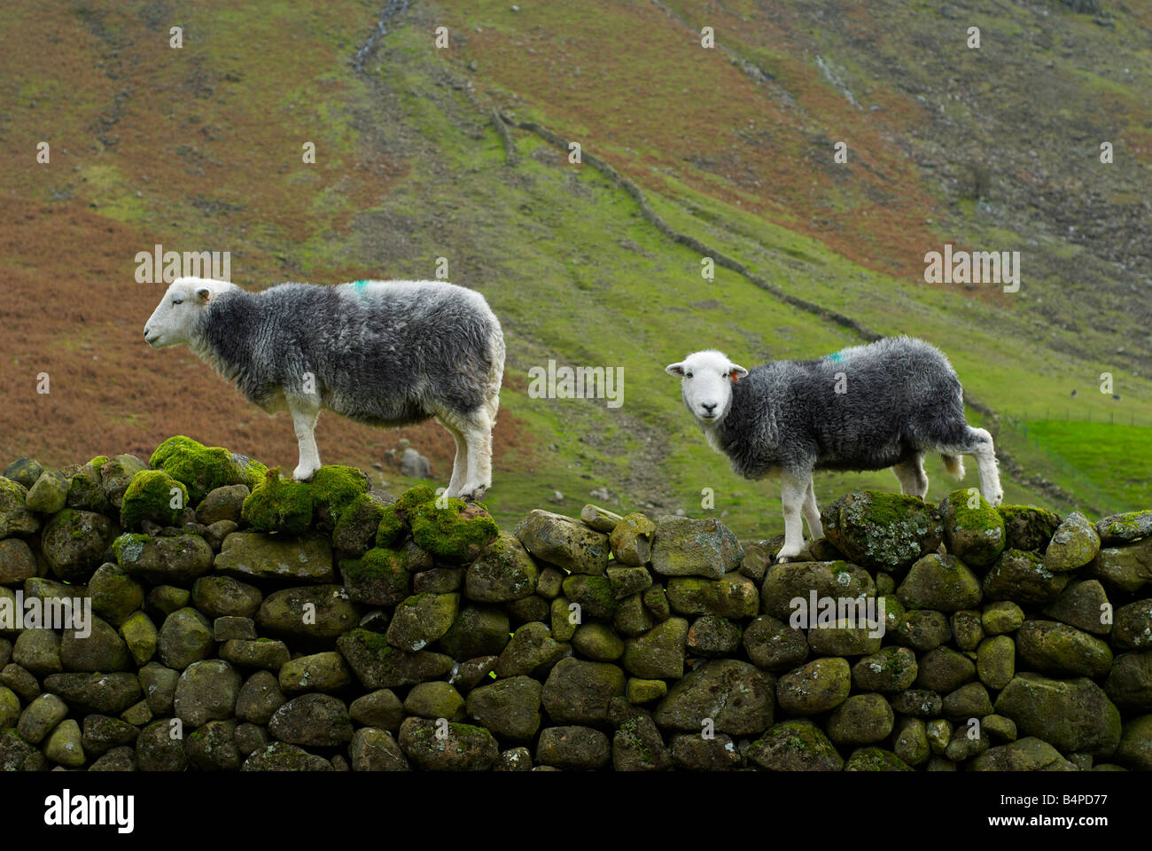 Herdwick Schafe Klettern auf Trockenmauer an Wasdale Head, Nationalpark Lake District, Cumbria, England UK Stockfoto