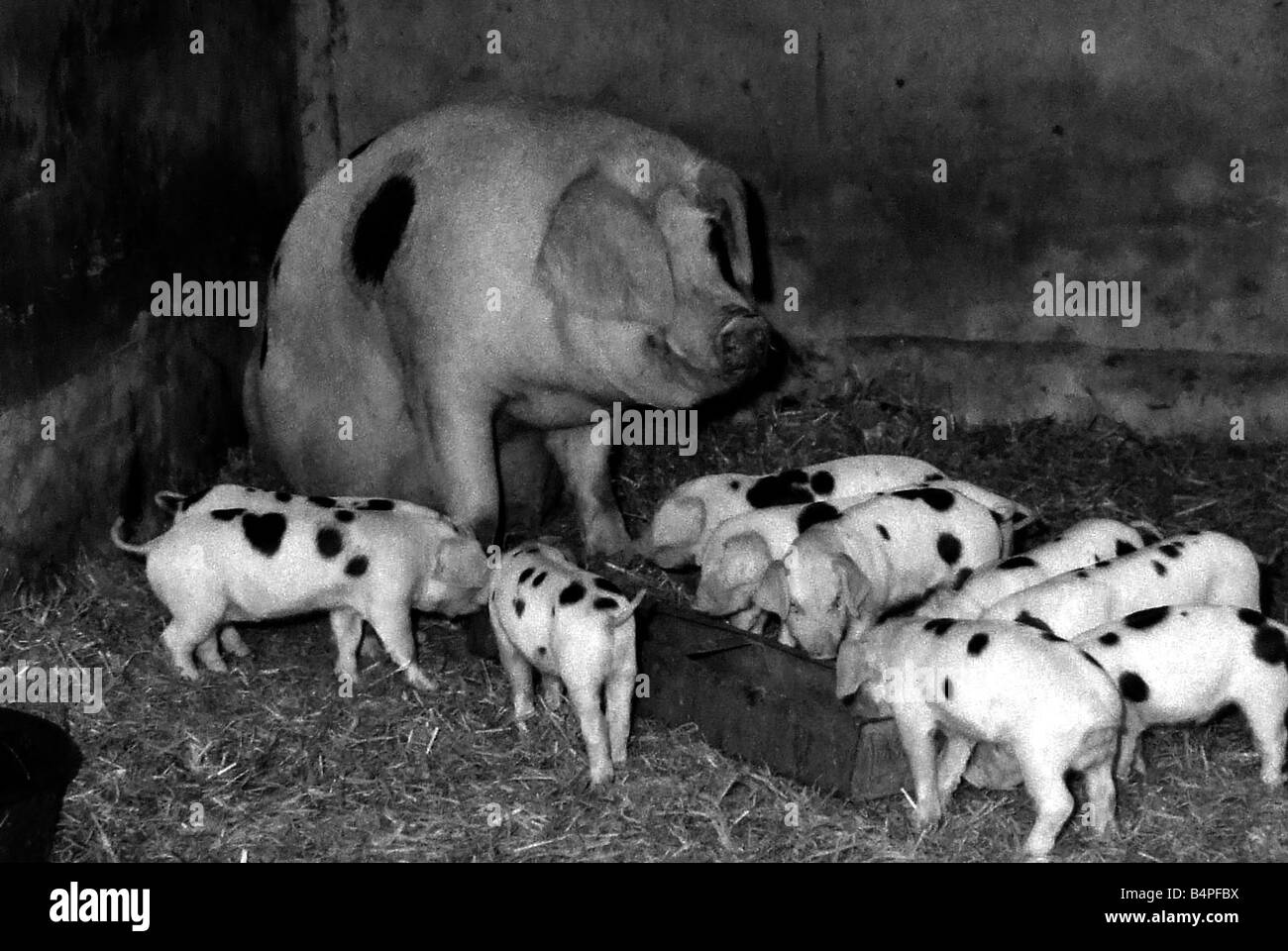 Muriel Moses Gloucester alten Stelle säen die stolze Mutter von elf Ferkeln bei Lawford Hill Farm in der Nähe von Rugby am Sonntag ther Stockfoto