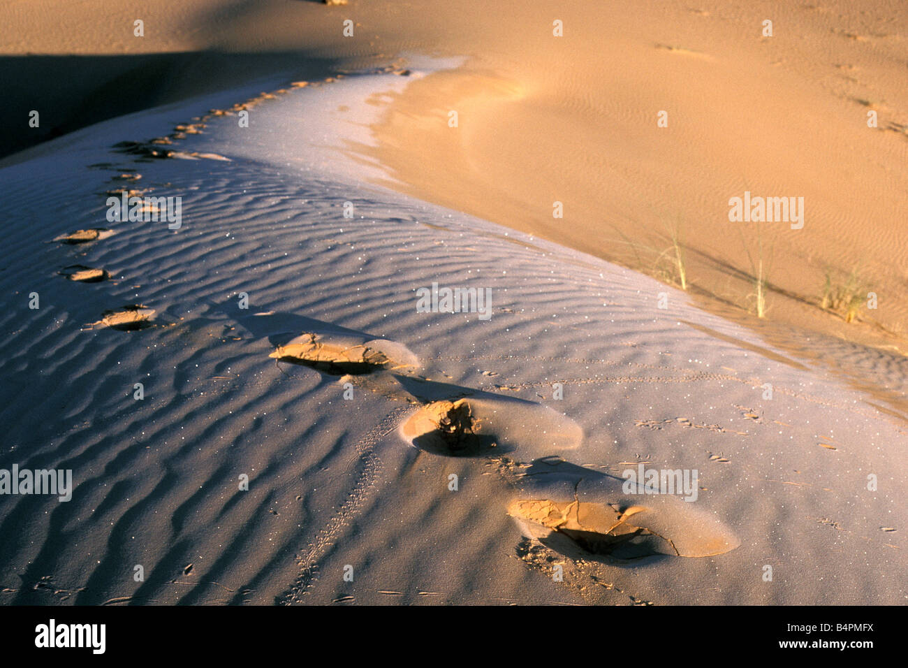 Algerien Taghit Spuren in Frost in Sanddüne Morgen Winter Wüste Sahara Stockfoto