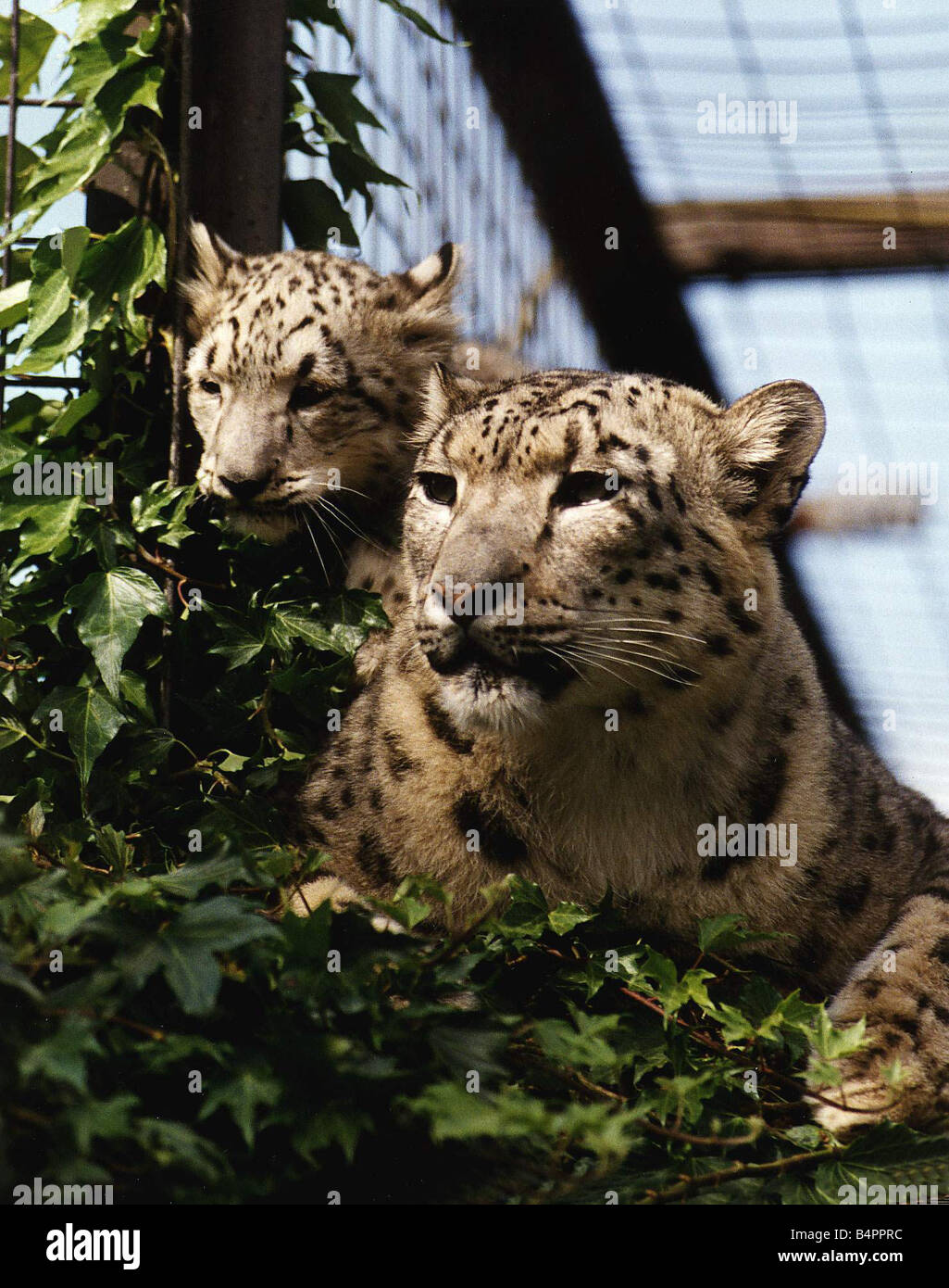 Snow Leopard Cub Raisa mit Mutter Sham August 1993 Stockfoto