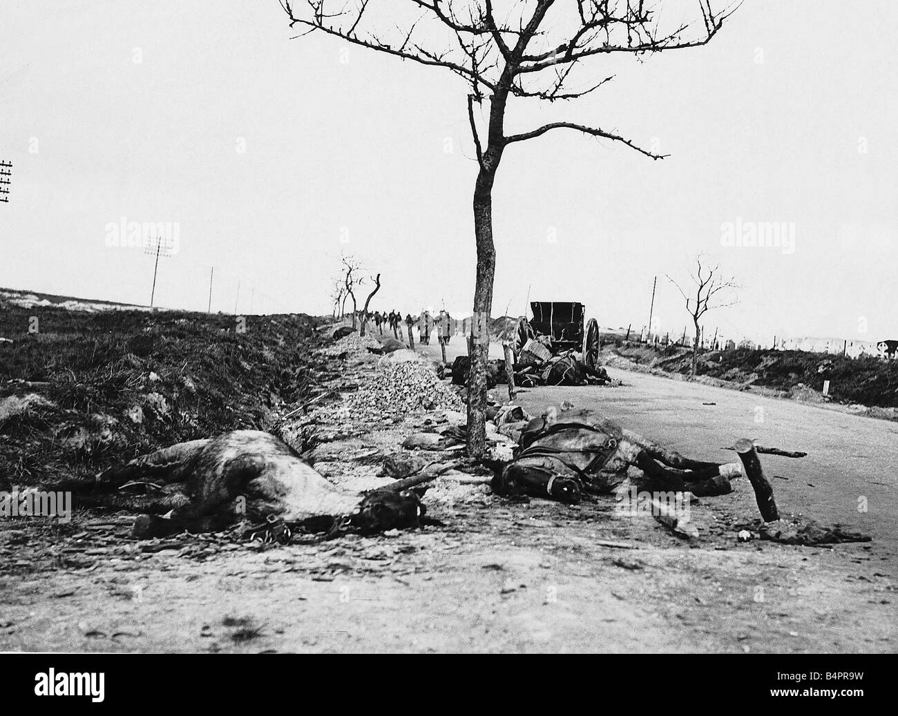 Tote Pferde liegen auf dem französischen Weg nach einer deutschen Luftwaffe Flugzeug Straffed alliierte Truppen im ersten Weltkrieg 1918 Stockfoto