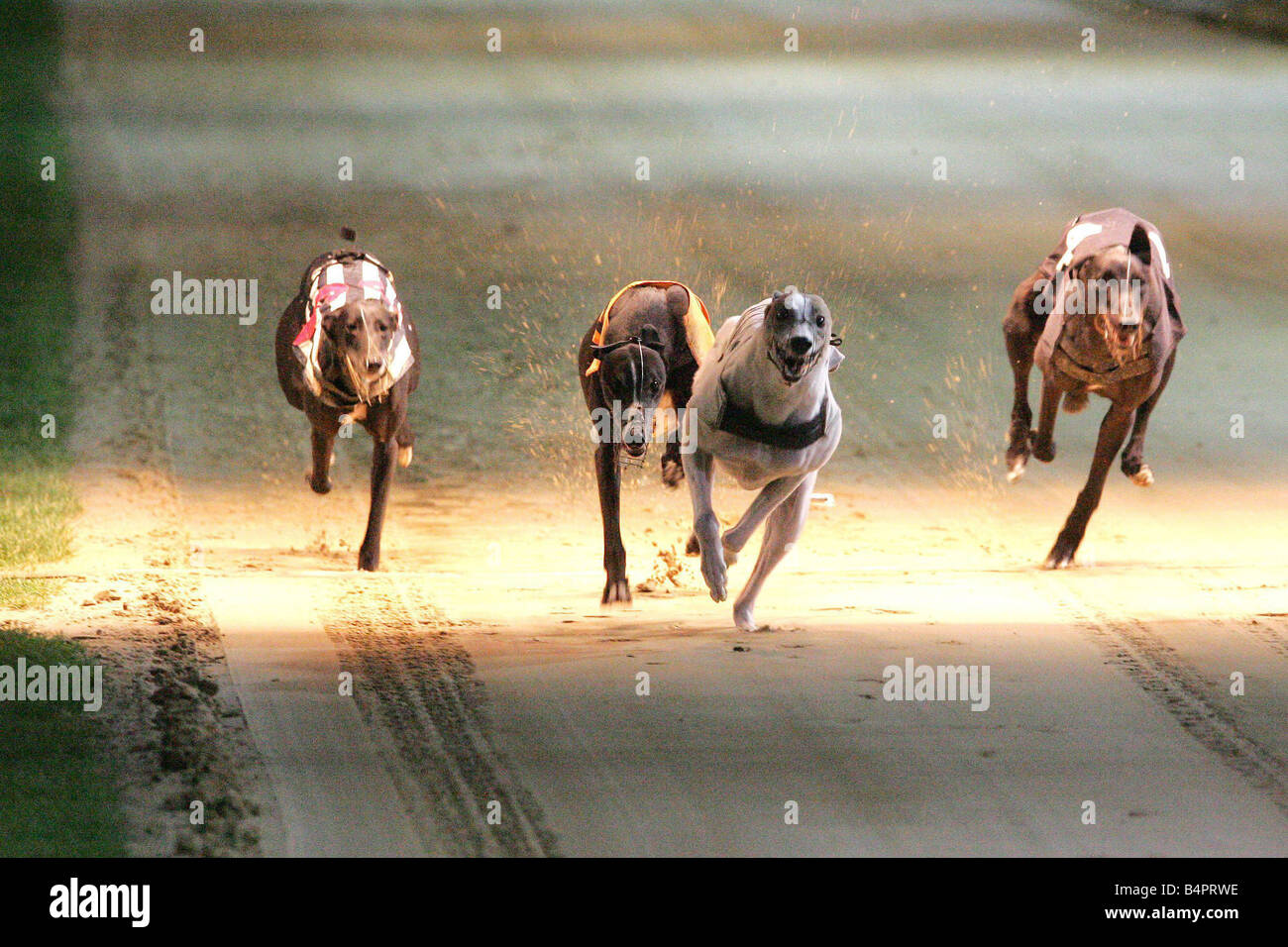 Vier Windhunde Kämpfe auf der Strecke Greyhound Racing circa 2000 Stockfoto