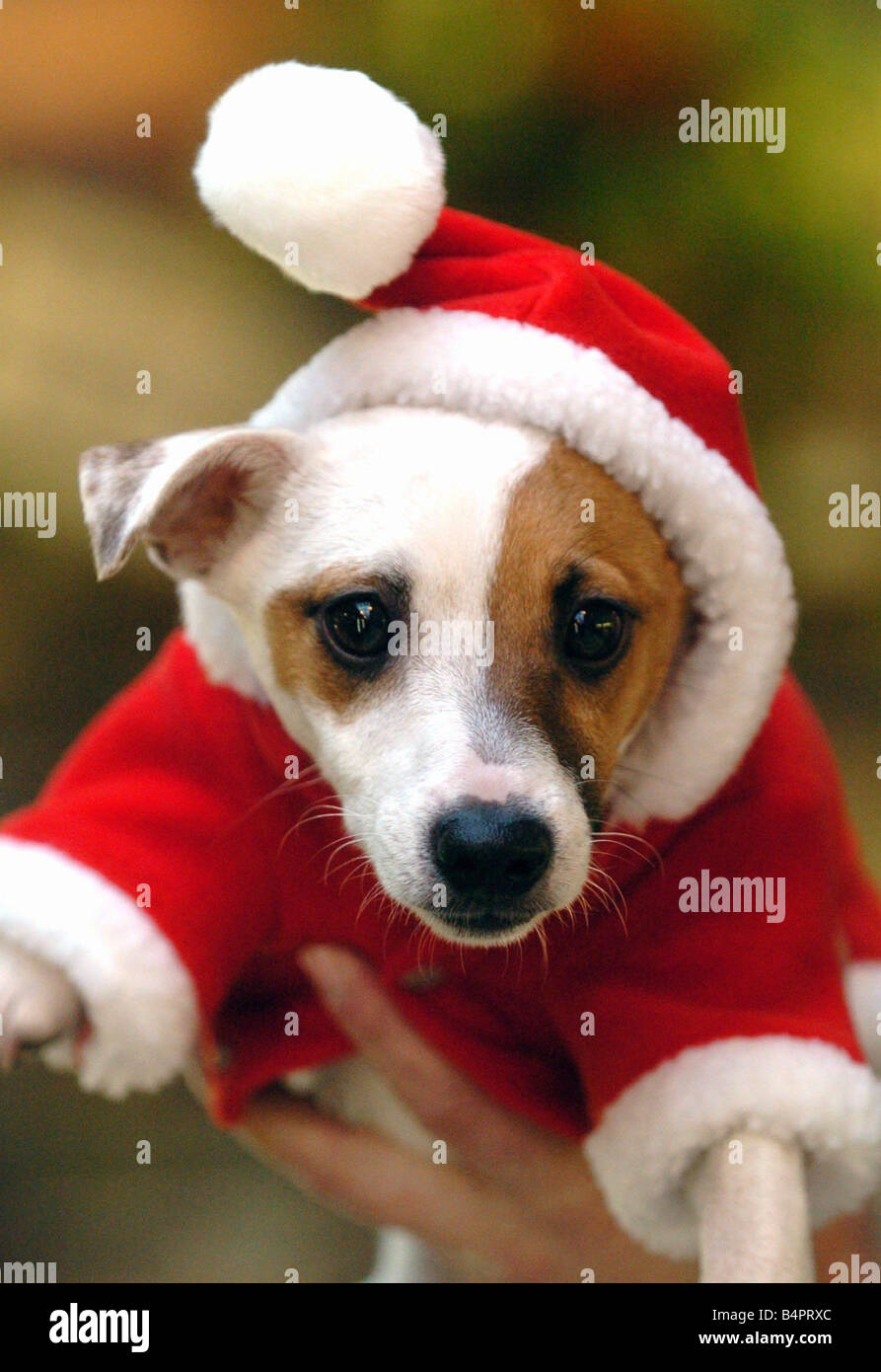 Ein Hund verkleidet in einem Weihnachtsmann Outfit circa 2000 Stockfoto