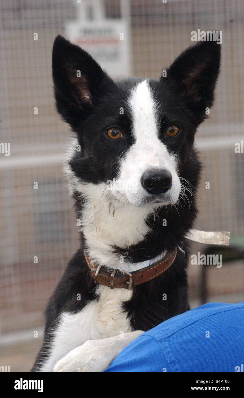 Ein Schäferhund auf circa 2000, überrascht Stockfoto