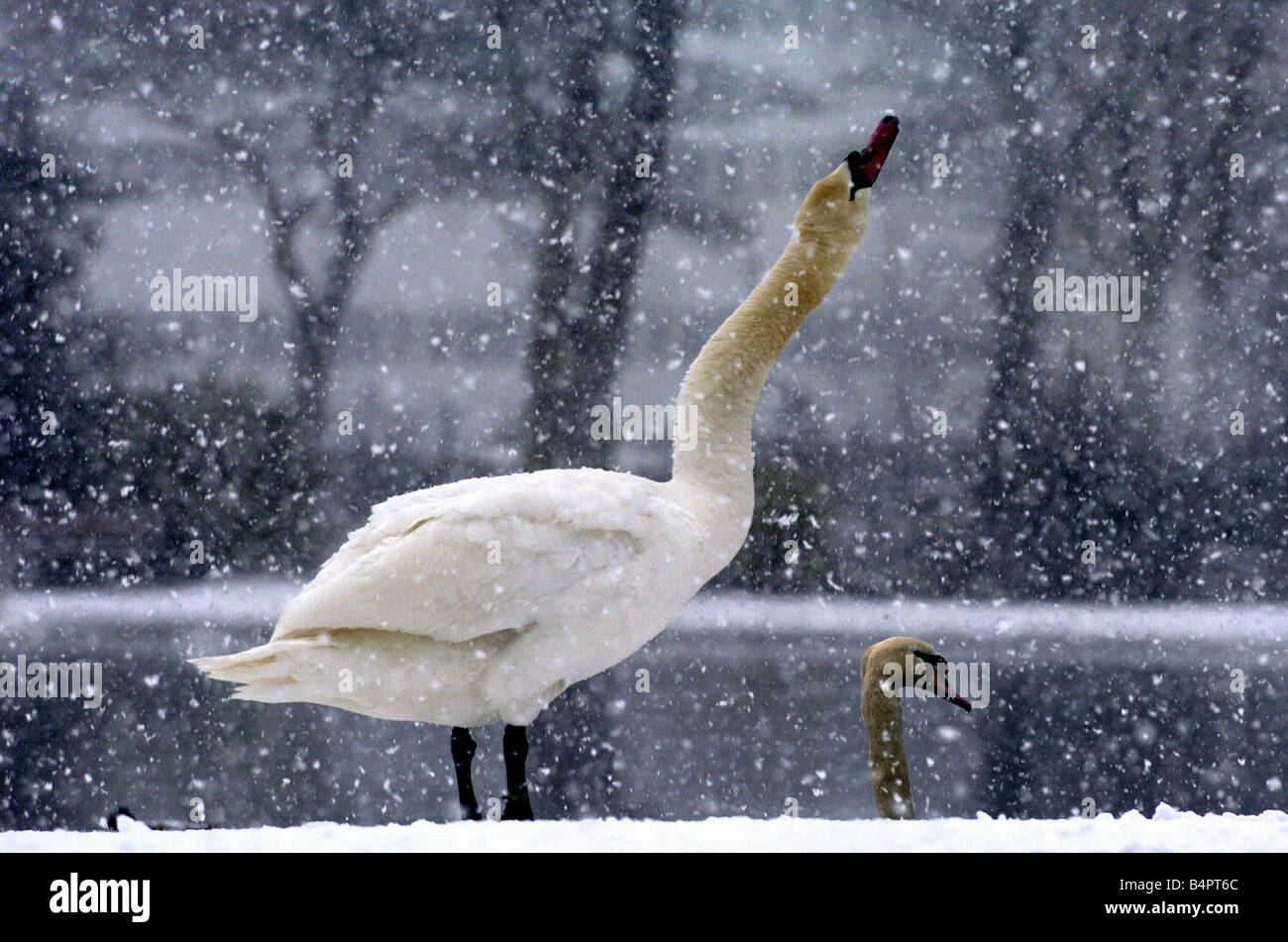 Winter Wetter Schnee Februar 2005 Schwäne im Leazes Park während eines Schneefalls circa 2006 lokale Beschriftung Christmasgreetings Stockfoto