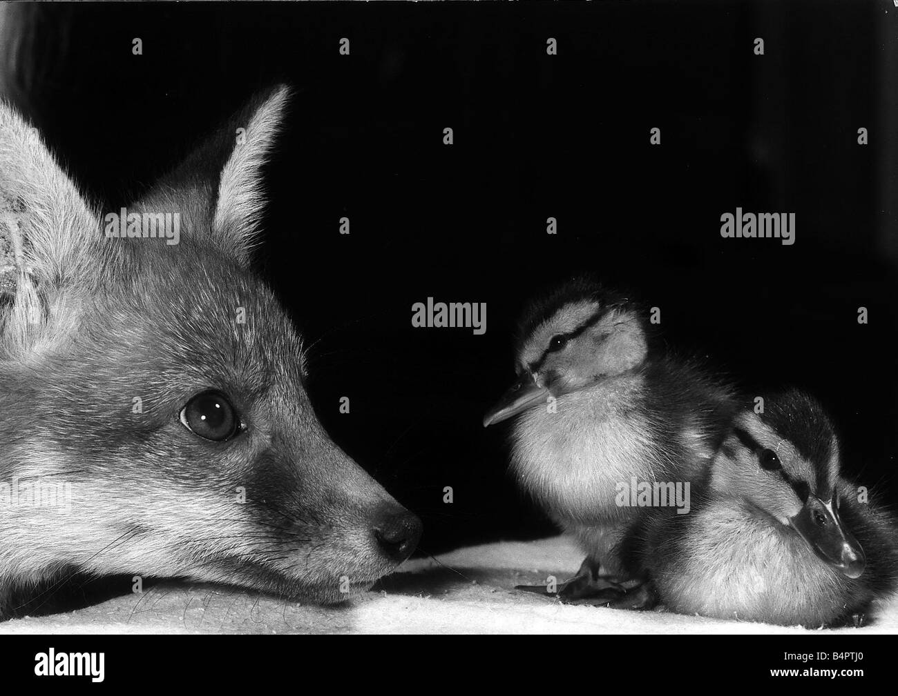 Ein Fox Cub und Baby Entchen spielen zusammen 1976 Stockfoto