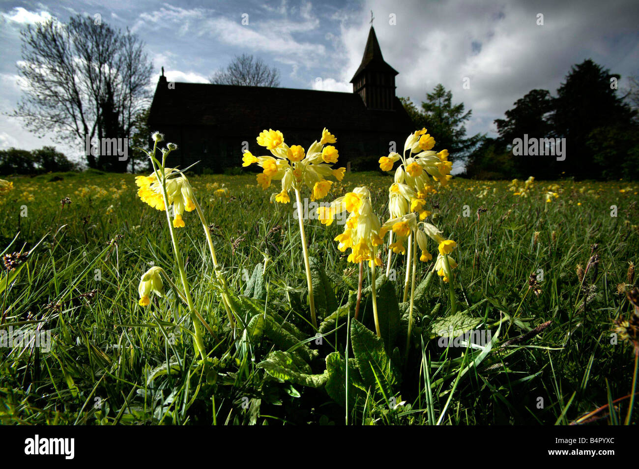 Ein Feld von zarten Blüten der Schlüsselblume ist in voller Blüte vor dem Hintergrund des 13. Jahrhundert Kirche von St Mary im Warwickshir Ortsteil Oldberrow in der Nähe von Henley in Arden. Stockfoto