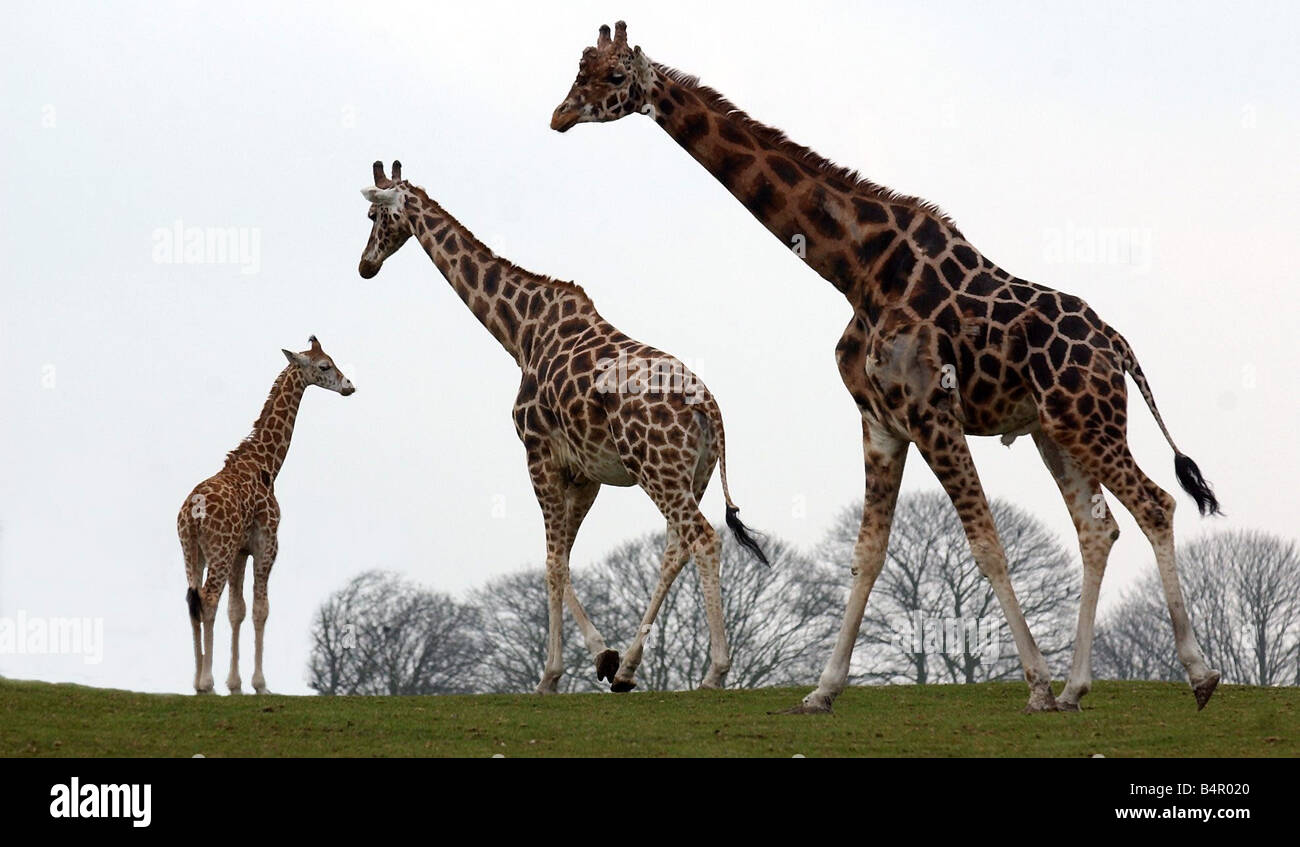 West Midlands Safaripark Bewdley hat ein neues Baby-Giraffe, die einen Name die 3 Monat alten Baby junge seinen ersten Auftritt am Muttertag März 30 macht Baby ist im Bild mit Mama Amy und ein weiteres Giraffe Stockfoto