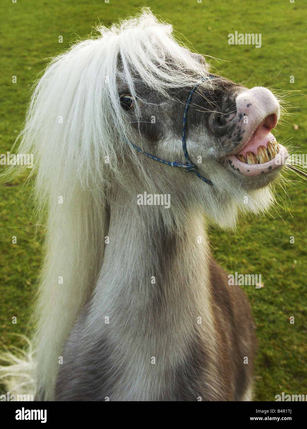 Shetland Pony Lächeln für die Kamera. Stockfoto