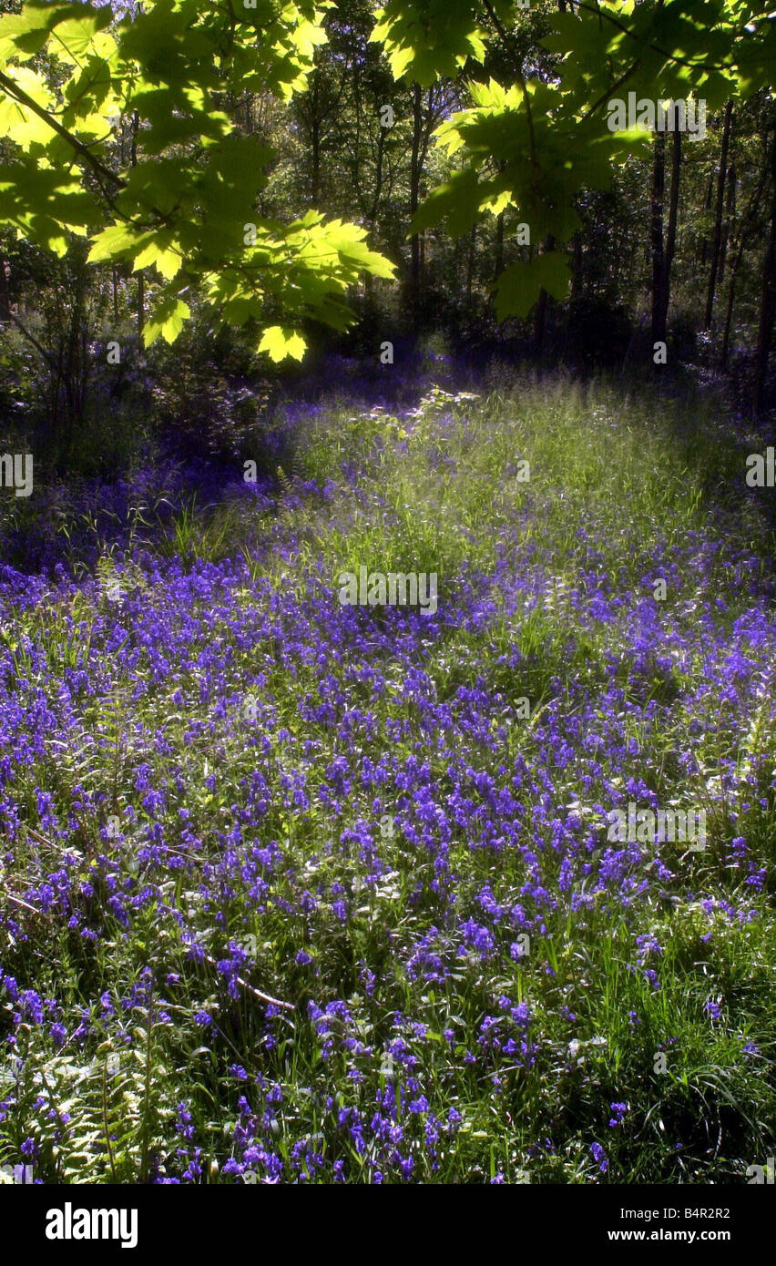 Trench Holz zwischen Droitwich Spa und Worcester Worcestershire das Naturschutzgebiet im Jahr 1986 von Worcestershire Wildlife Fund und Butterfly Conservation es s Ziel gekauft wurde war es, eine Vielzahl von Lebensräumen Glockenblumen Stockfoto
