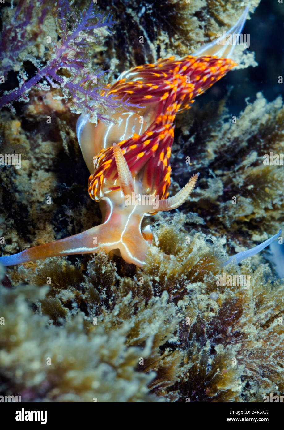 Eine rote, gelbe und blaue Farbige Nacktschnecken oder Seeschnecke macht seinen Weg über ein Riff in der portugiesischen Algarve-Meer. Stockfoto