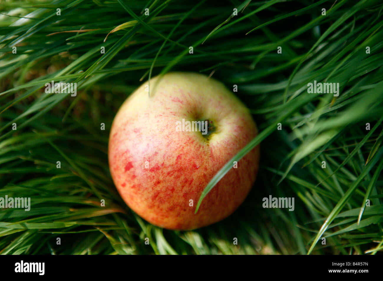 Apple auf dem Rasen liegend Stockfoto