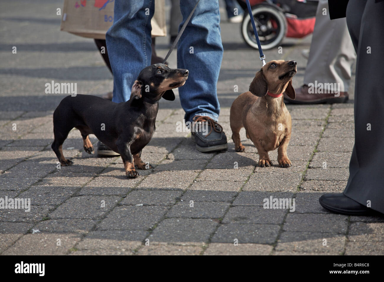 Wurst-Hunde Stockfoto