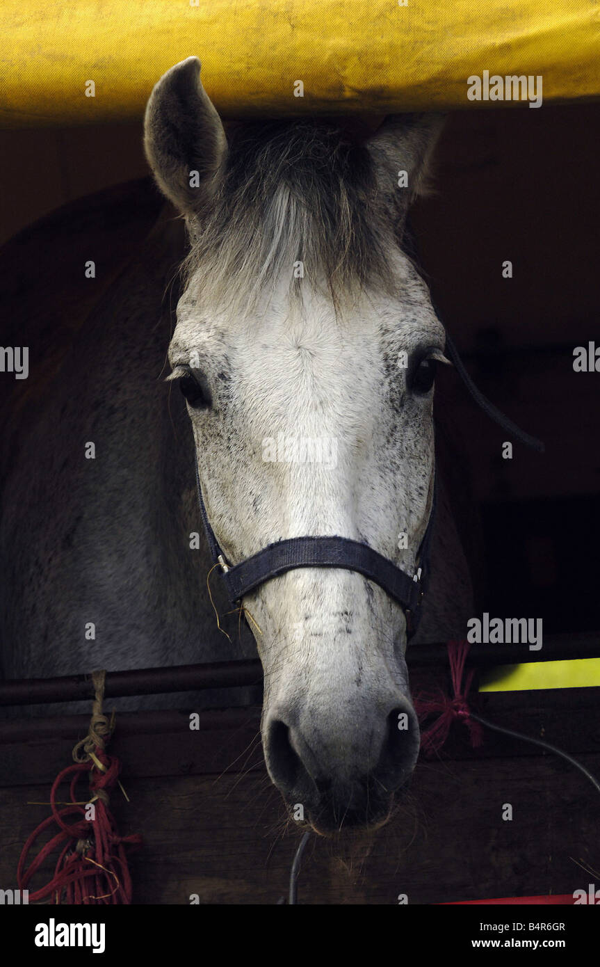 30. Mai 2005 Pferde Northumberland County Show im Tynedale Park Corbridge One der Devils Horsemen s Stockfoto