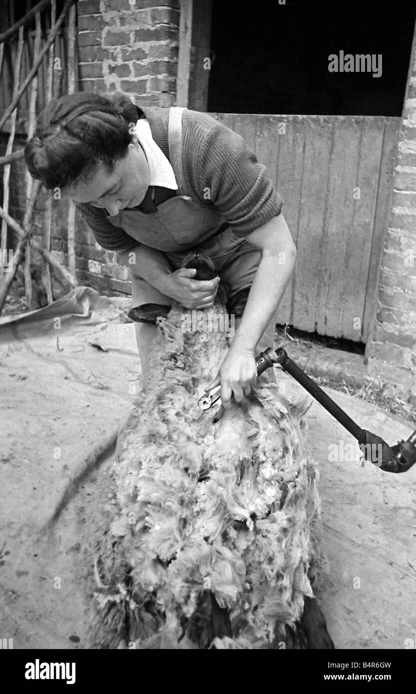 Landheer Mädchen Scheren der Schafe am Manor Pragwell Buckinghamshire 1946 Stockfoto