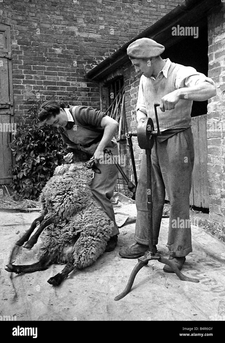 Landheer Mädchen Scheren der Schafe am Manor Pragwell Buckinghamshire 1946 Stockfoto