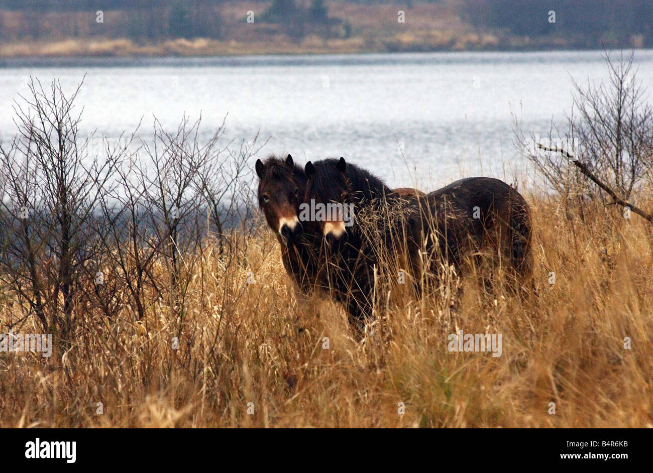 Exmoor Ponys im Kielder Naturschutzgebiet 10 12 03 Stockfoto