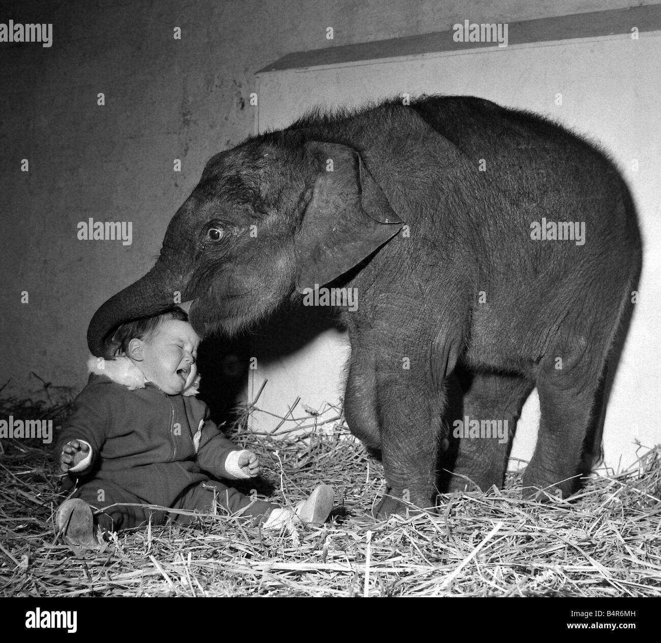 Belle-Vue, das neue Elefantenbaby s scheint gefunden zu haben, tut ein Playmate Lisa Roland aber 13 Monate alte Lisa nt zufrieden scheinen so sicher Januar 1965 Stockfoto