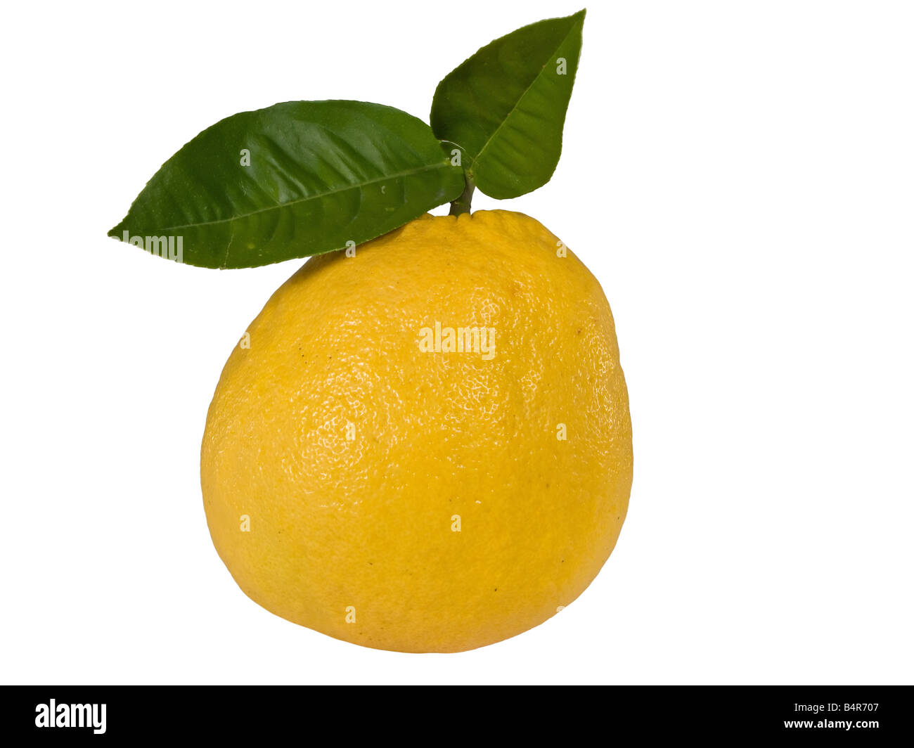 abnorme Zitrone isoliert auf weißem Hintergrund Stockfoto