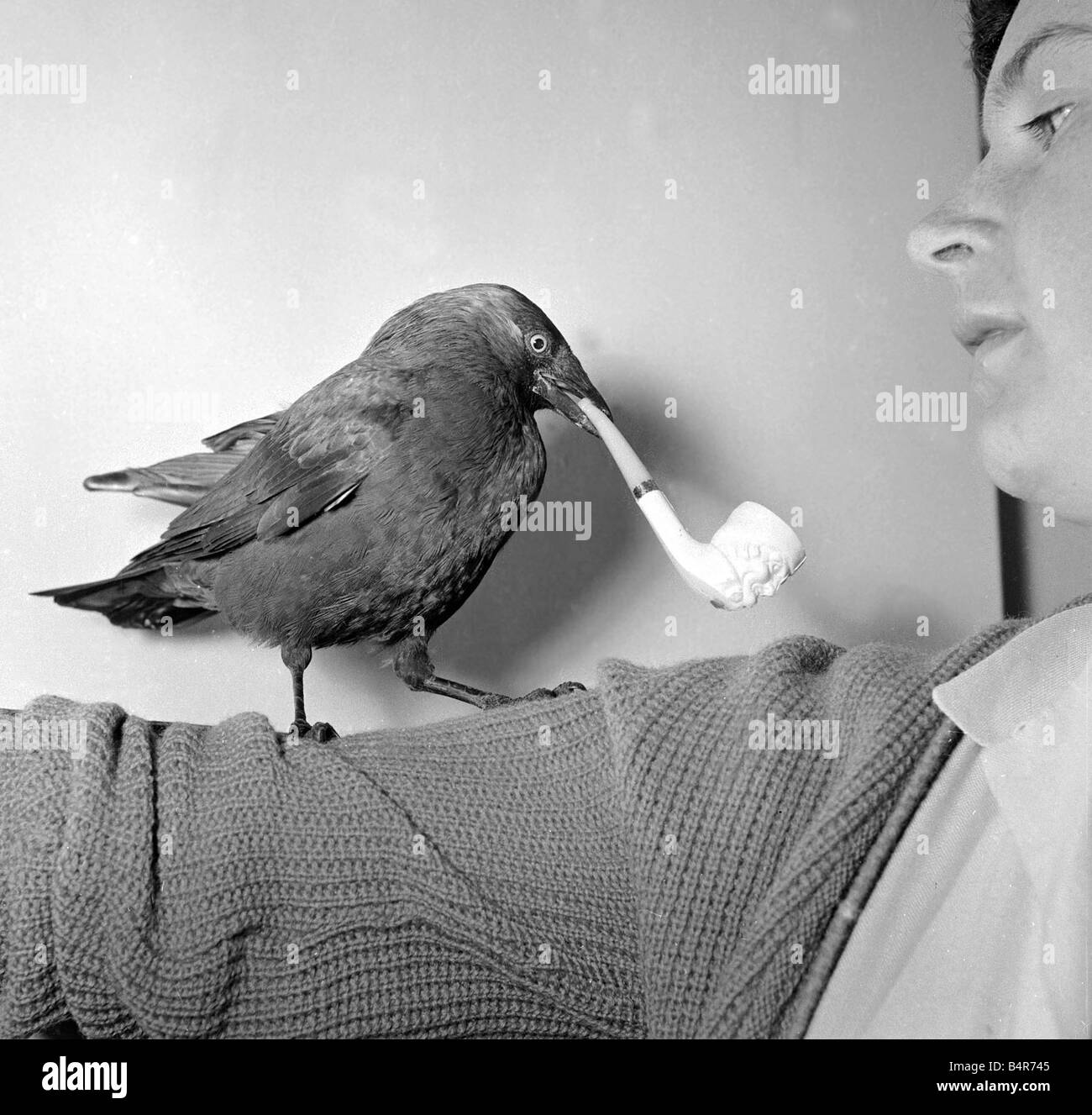 Jacky die Dohle, rauchte eine Zigarette, die er selbst abholt Mai 1957 Stockfoto
