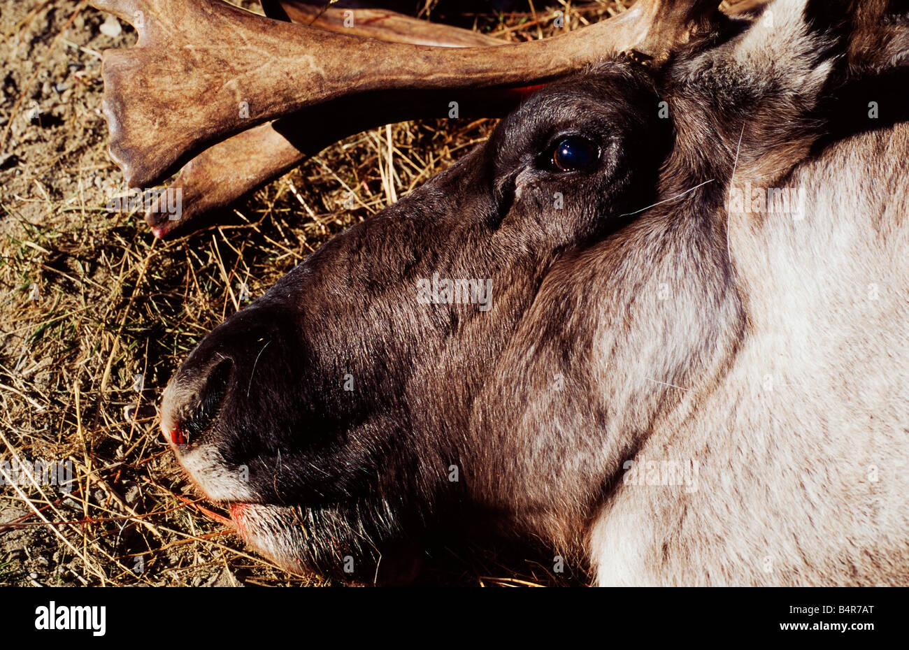 Totes Rentier Lappische kultur -Fotos und -Bildmaterial in hoher Auflösung – Alamy