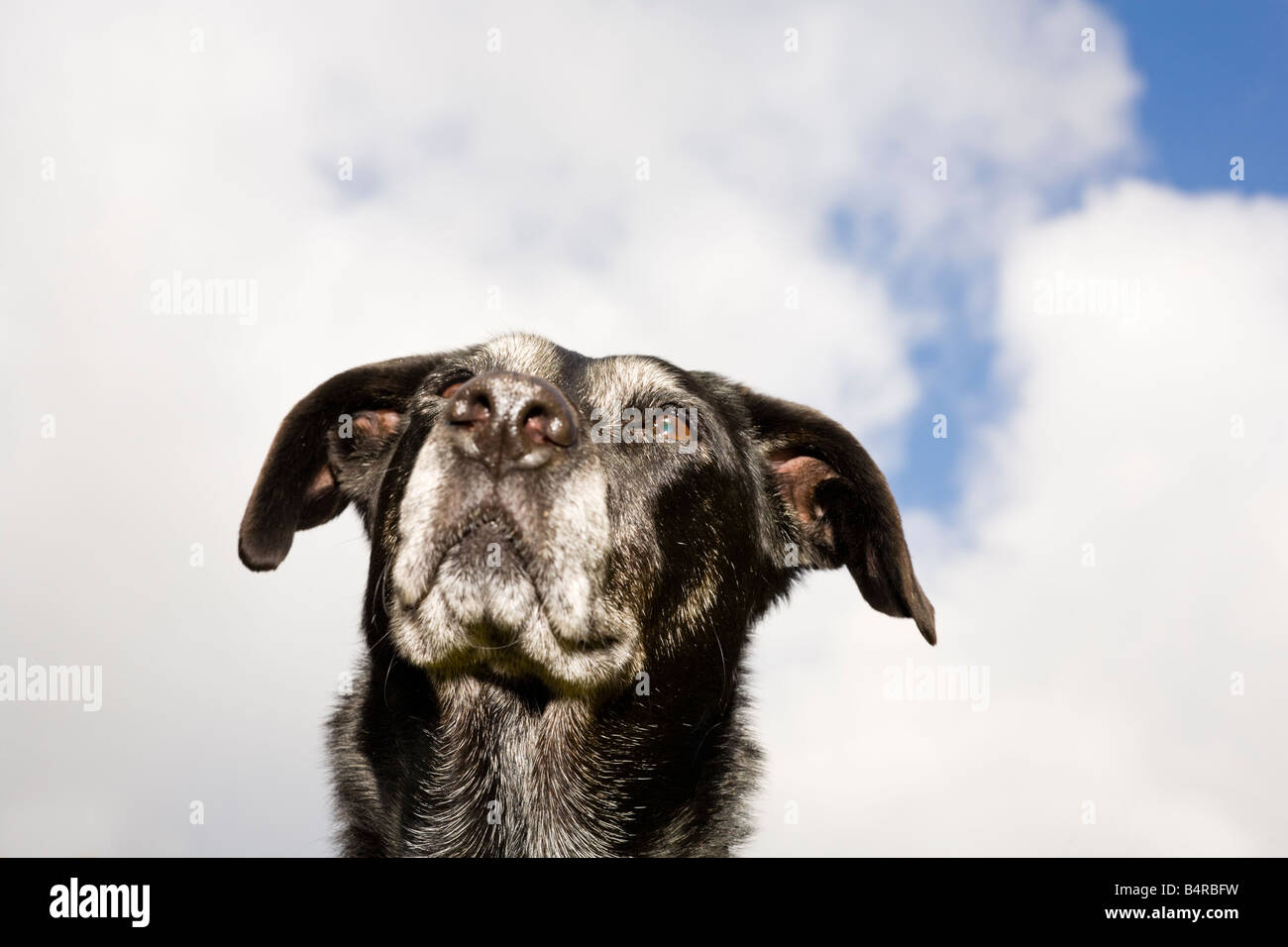 Der alte schwarze Labrador-Mongrel-Kopf schoss gegen den Himmel Stockfoto