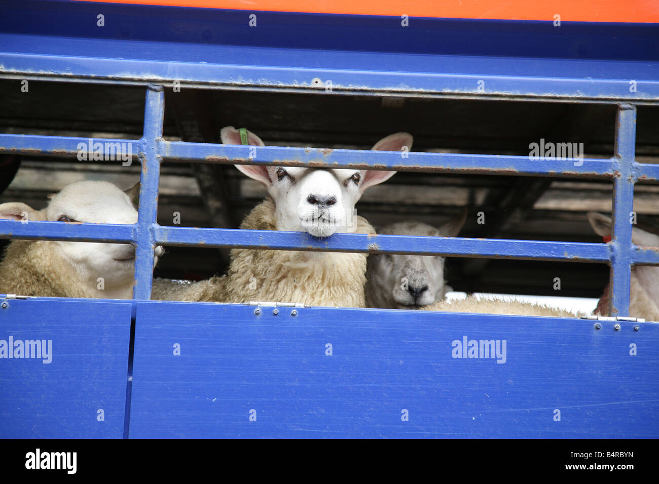 Schafe auf A LKW in Welshpool Markt Wales Stockfoto