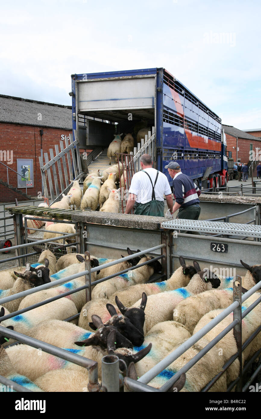 Schafe auf einem Transporter in Welshpool Markt Wales geladen wird Stockfoto